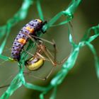 Coccinella septempunctata wird attakiert