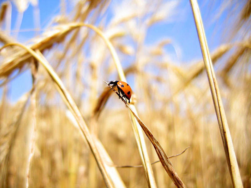 Coccinella sperduta in un campo d'orzo