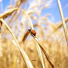 Coccinella sperduta in un campo d'orzo