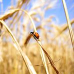 Coccinella sperduta in un campo d'orzo