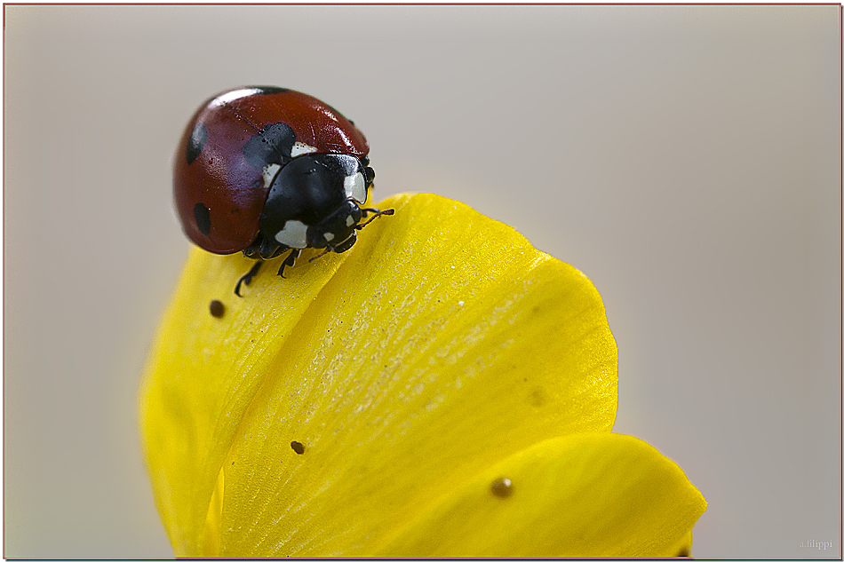 coccinella su fiore giallo ( maggio )