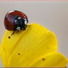 coccinella su fiore giallo ( maggio )