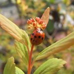 coccinella sulla spiraea