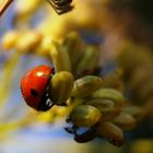 coccinella ...timida.