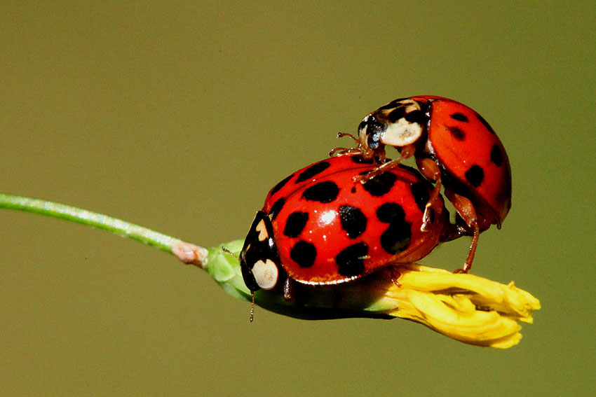 Coccinellae