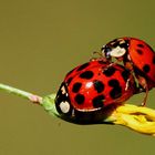 Coccinellae