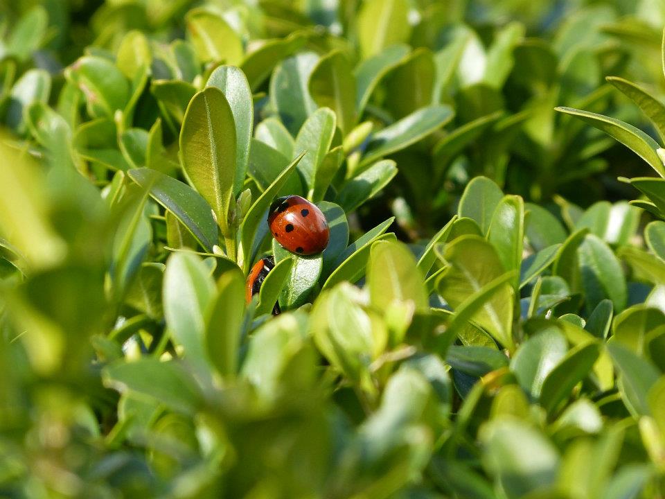 coccinelle