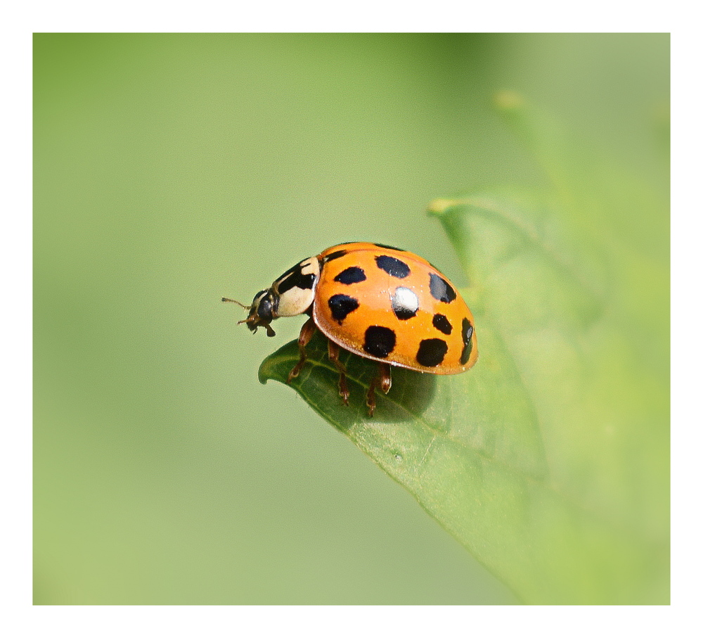 coccinelle