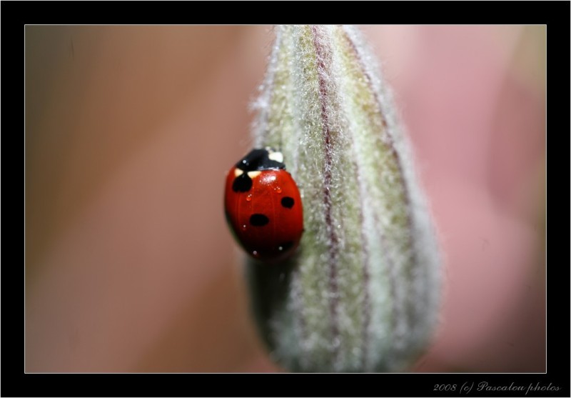 Coccinelle