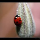 Coccinelle