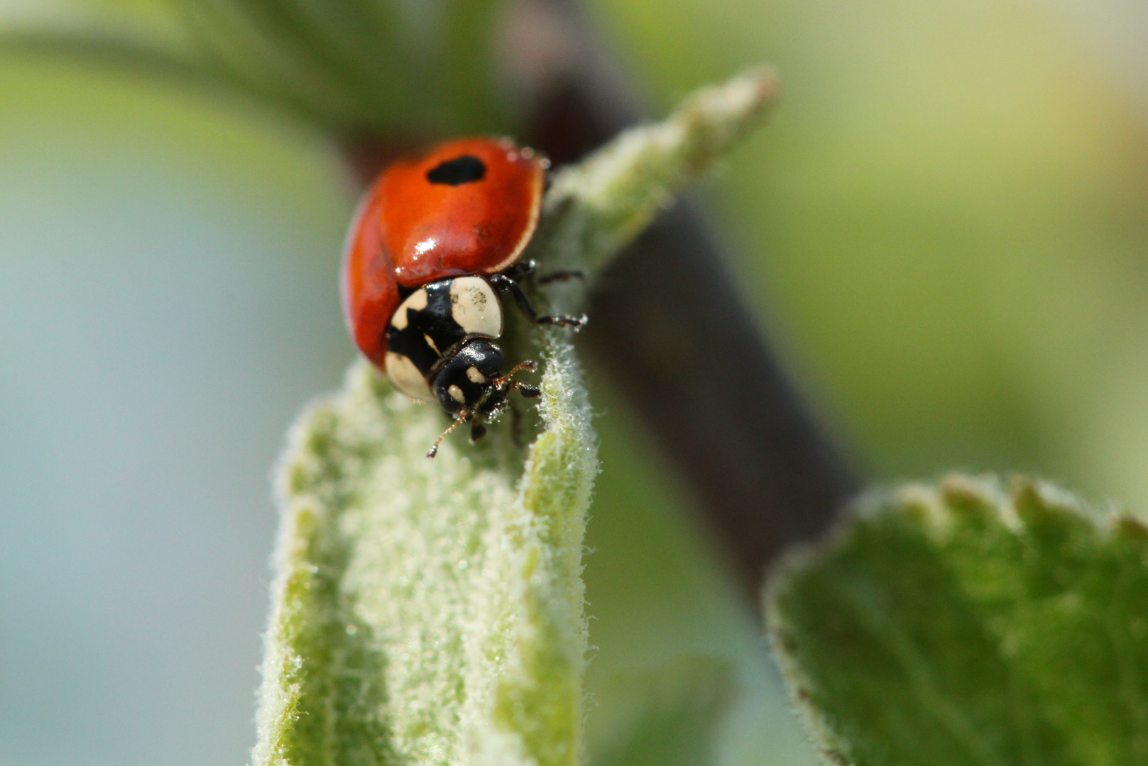 Coccinelle