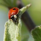 Coccinelle