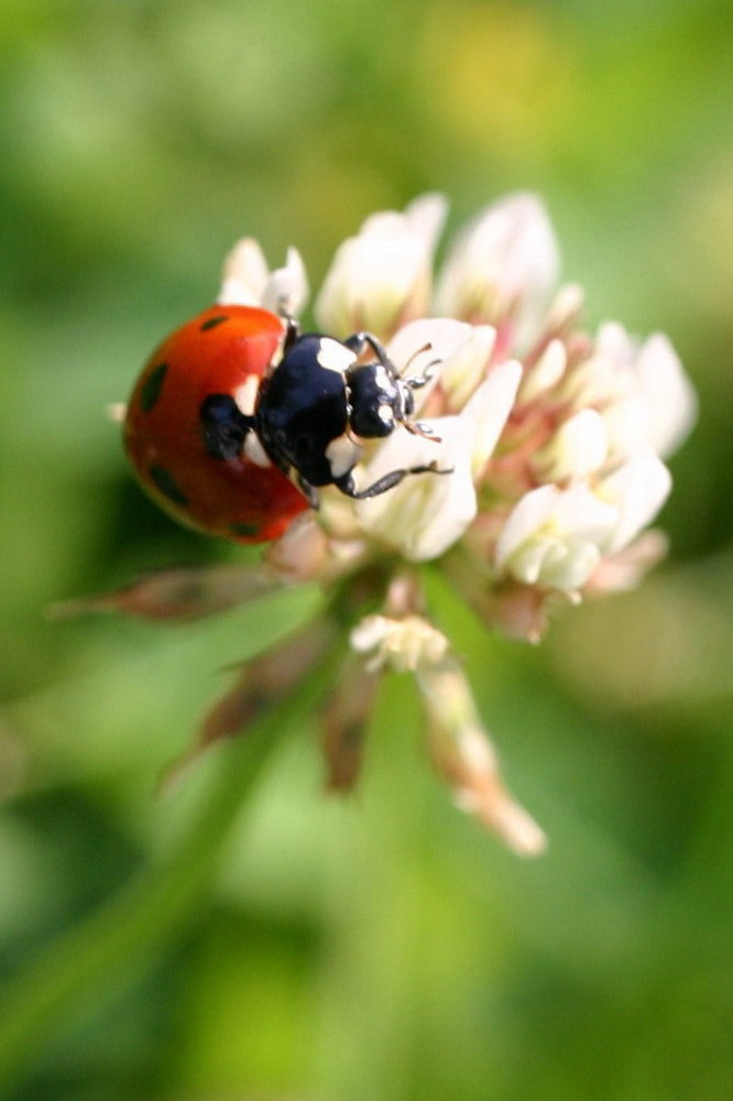 Coccinelle