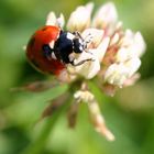 Coccinelle