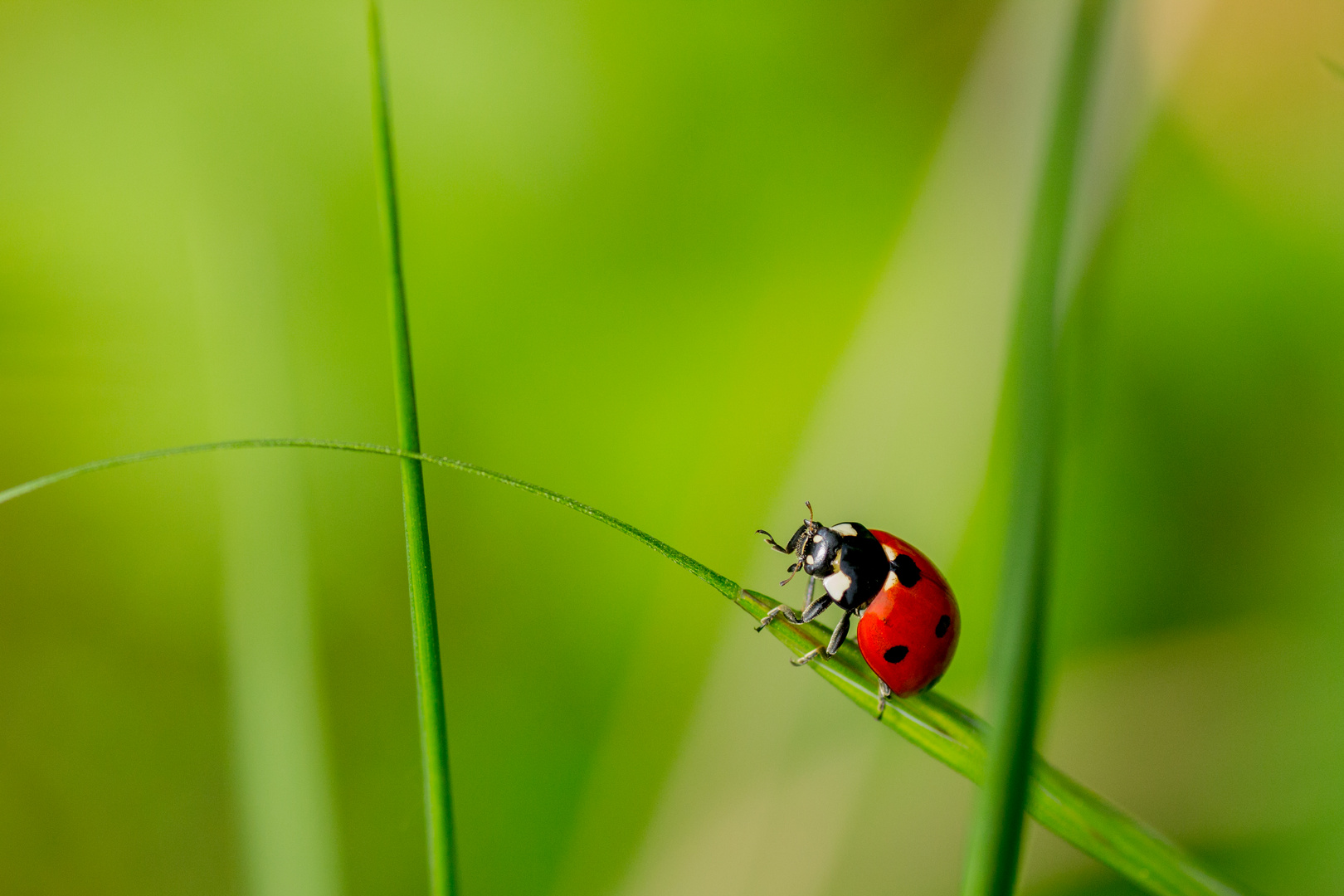 Coccinelle