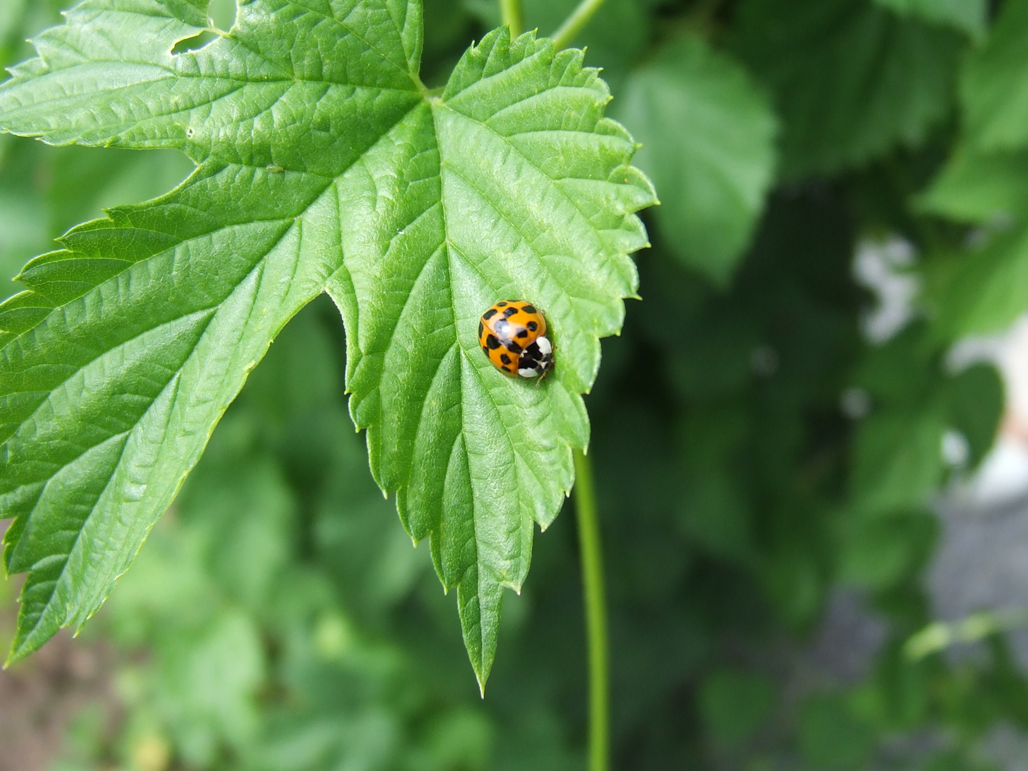 coccinelle