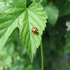 coccinelle