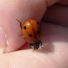 COCCINELLE 1