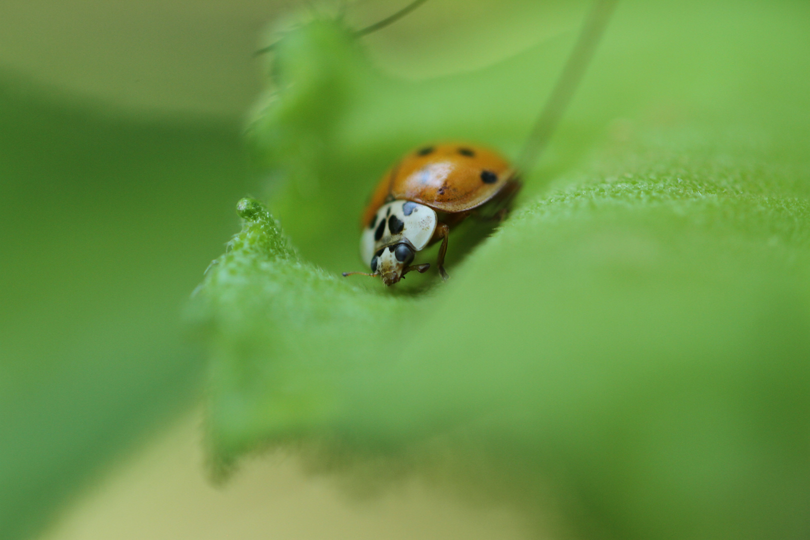 coccinelle 1