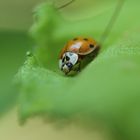 coccinelle 1