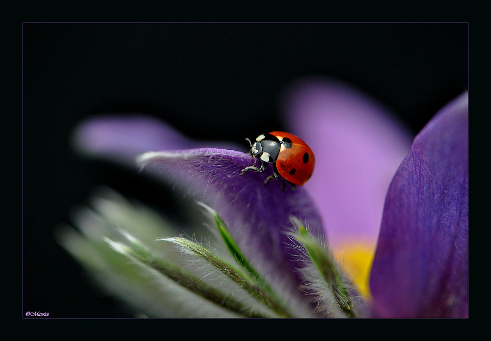 Coccinelle