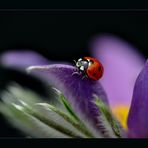 Coccinelle