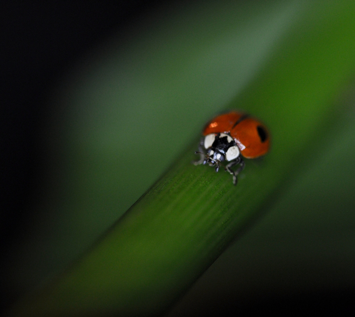 Coccinelle