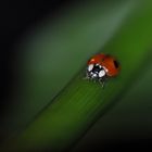 Coccinelle