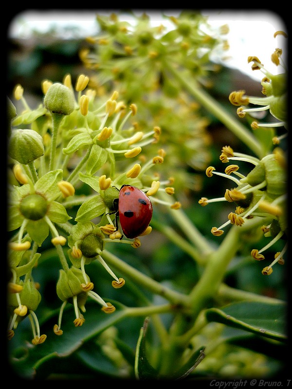 Coccinelle