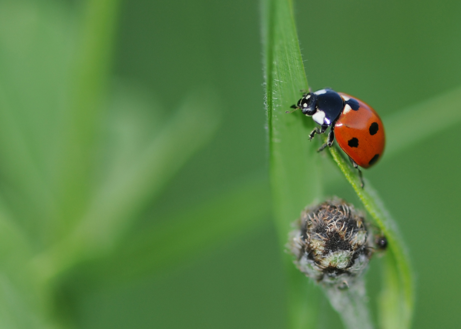 coccinelle