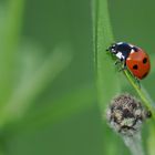 coccinelle