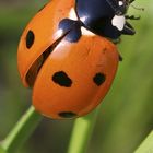 coccinelle 2