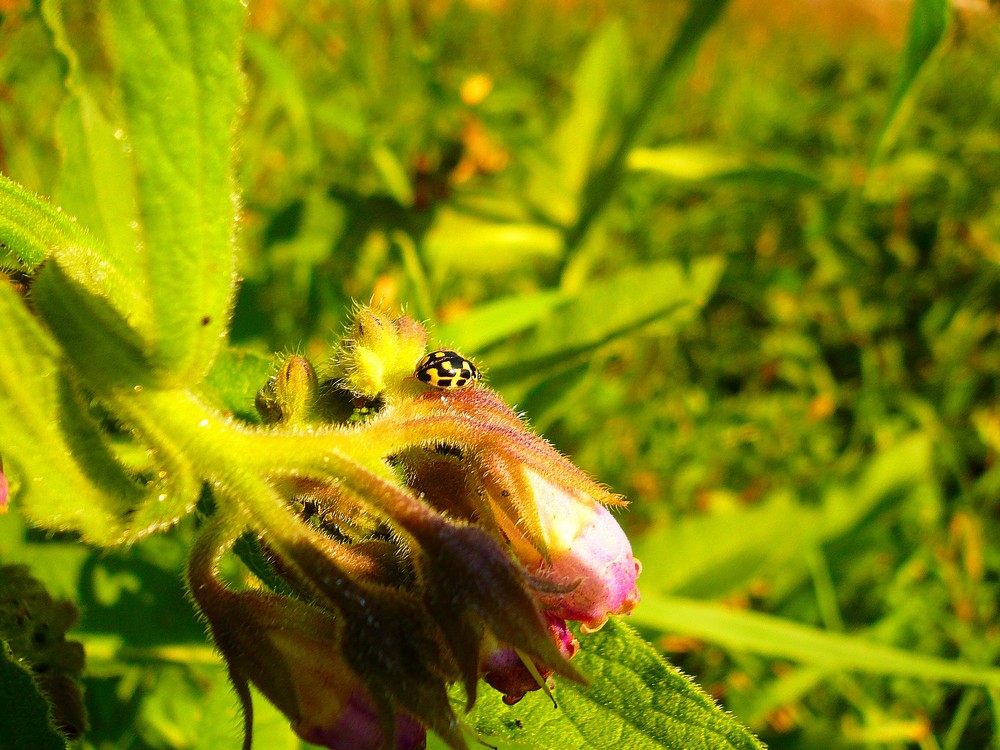 Coccinelle 2