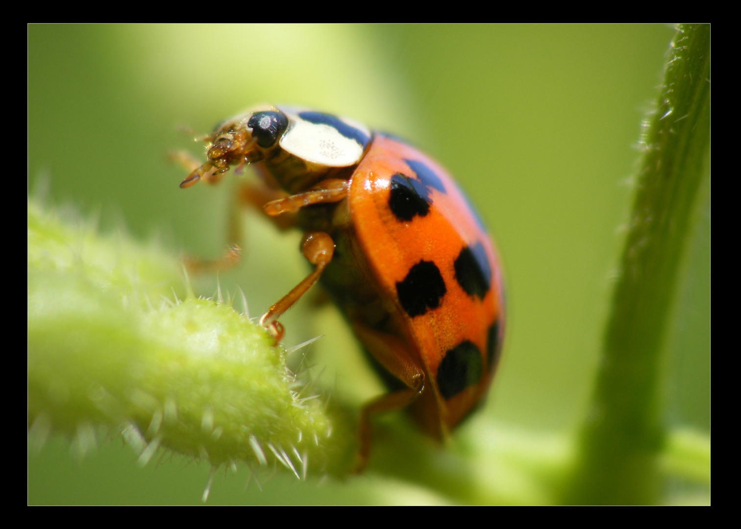 coccinelle 2