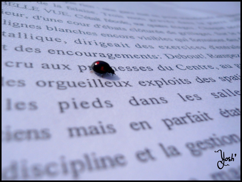 Coccinelle