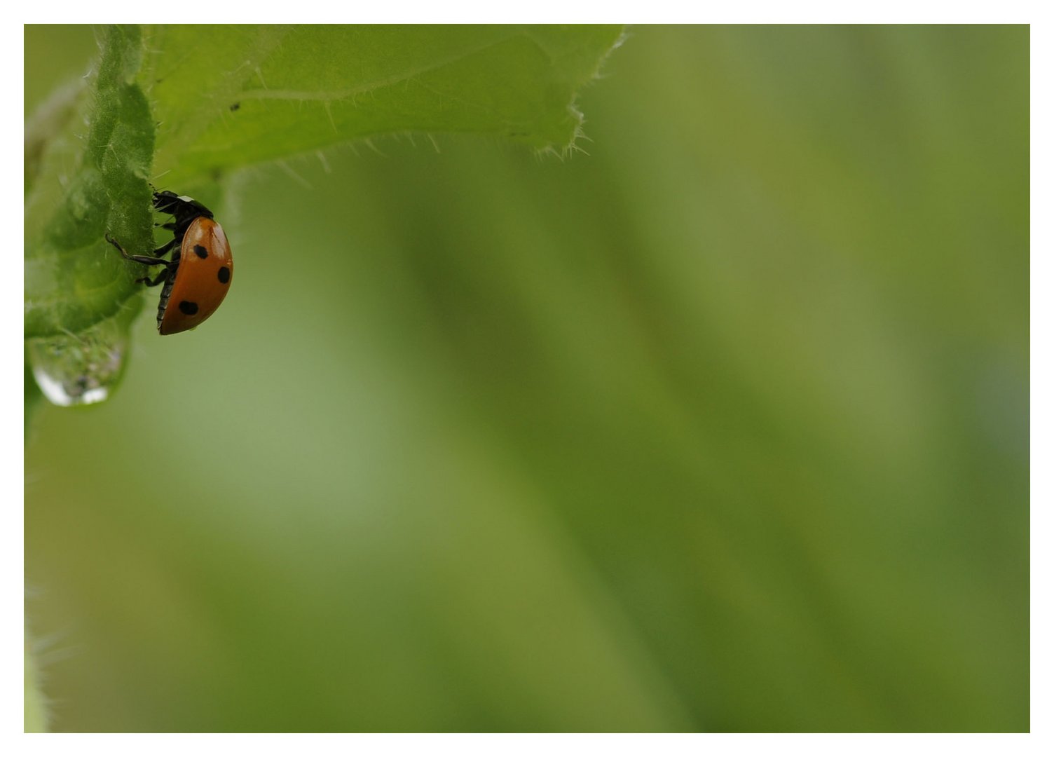 Coccinelle......