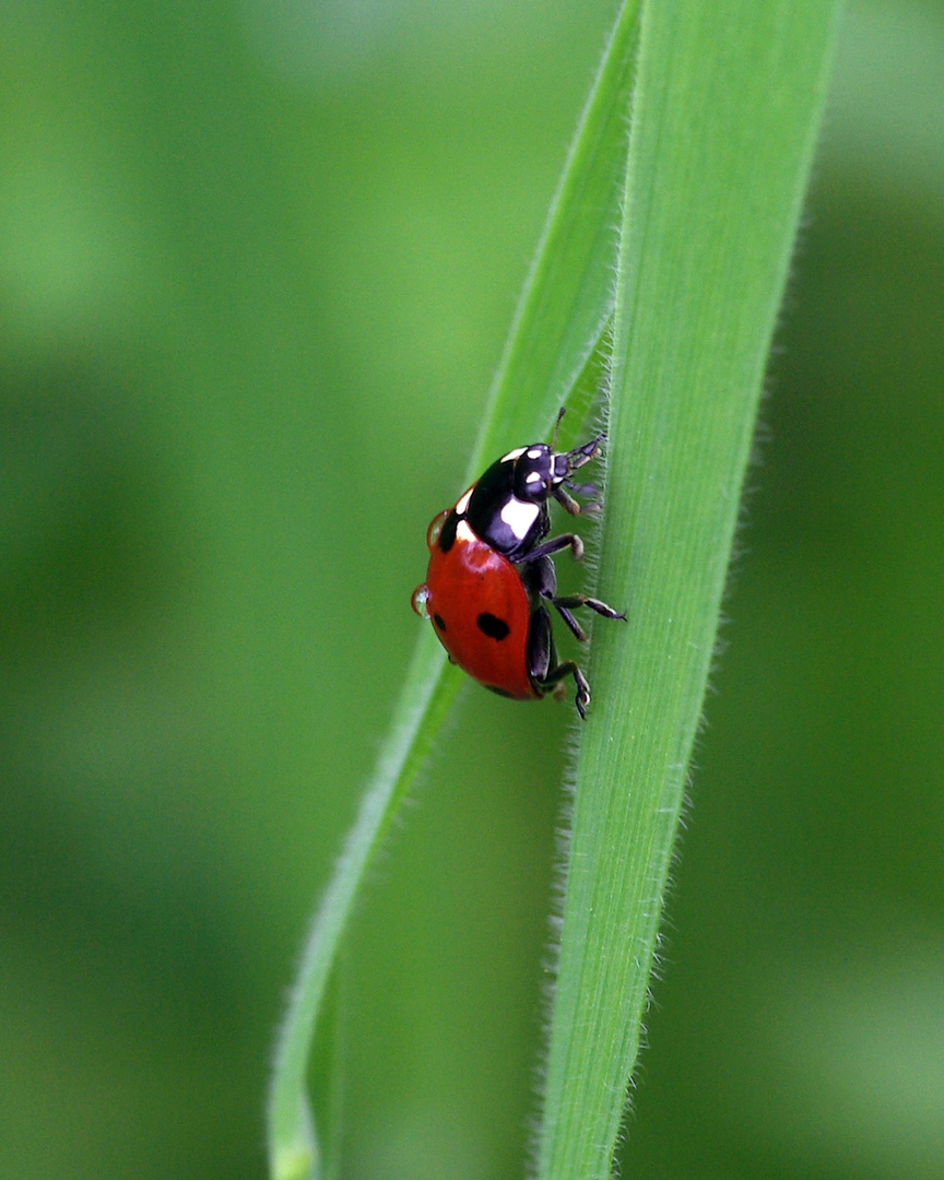 Coccinelle