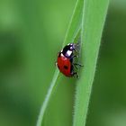 Coccinelle