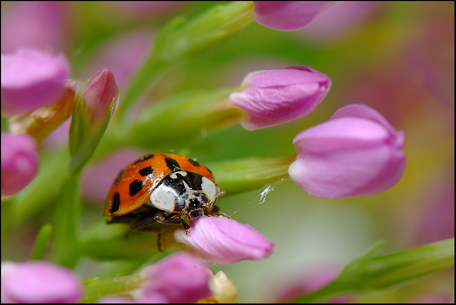 coccinelle.