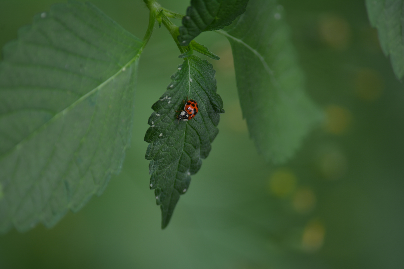 Coccinelle