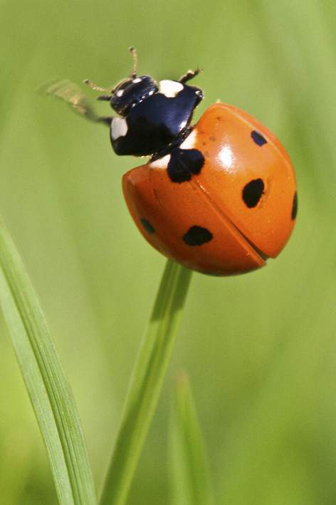 coccinelle 3