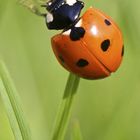 coccinelle 3