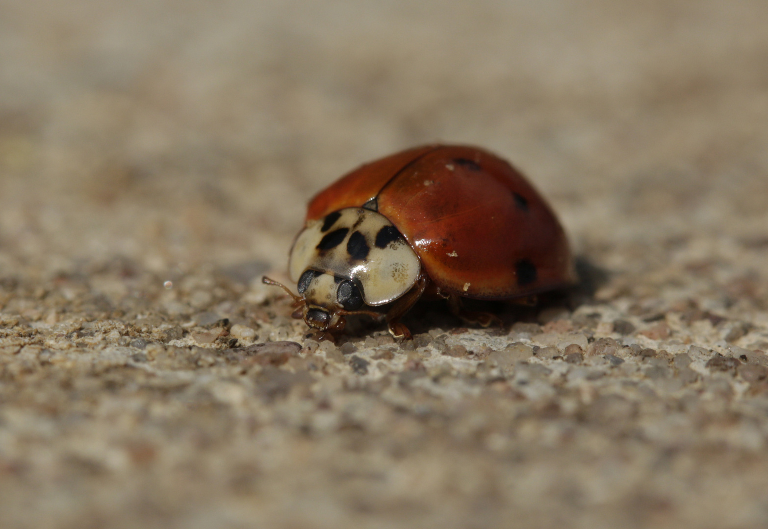 COCCINELLE