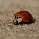 COCCINELLE