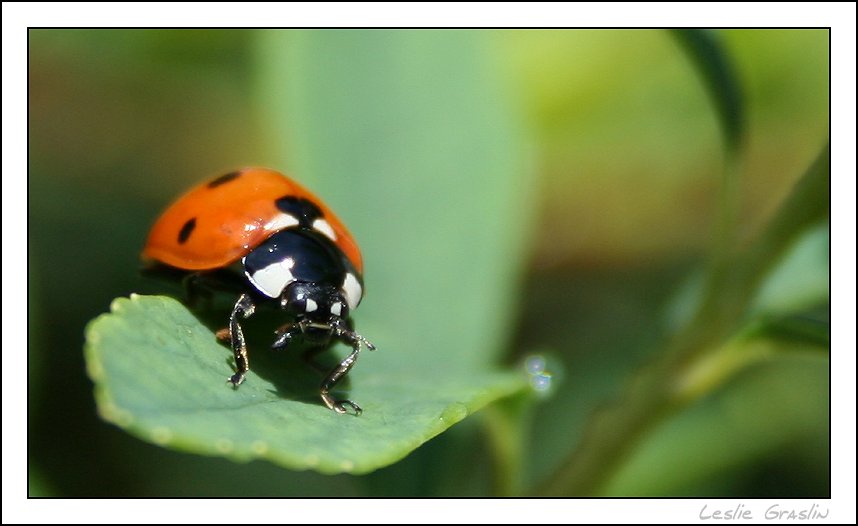 ^^ coccinelle ^^