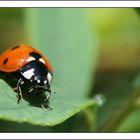 ^^ coccinelle ^^