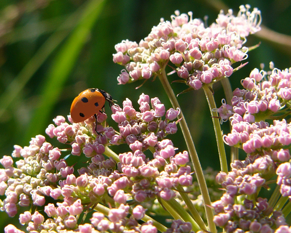 COCCINELLE