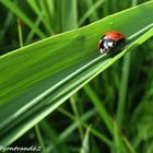 coccinelle