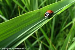 coccinelle