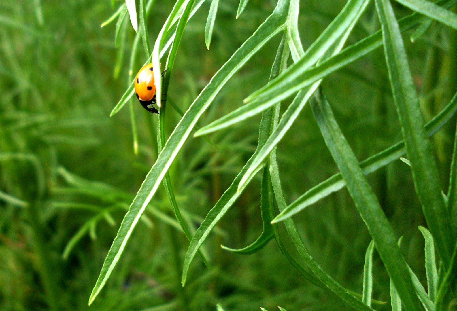 coccinelle